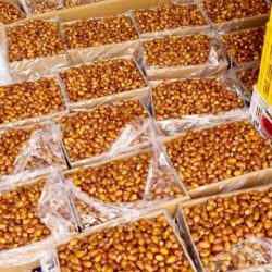 Zahedi Date wholesale price